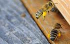 光对蜜蜂有什么影响？