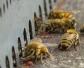 蜜蜂是怎样调节湿度的？
