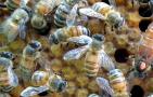 养100箱蜜蜂一年能赚多少钱？