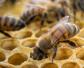 养10箱蜜蜂一年能赚多少钱？