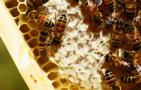 蜜蜂养殖十大忌讳是哪些？
