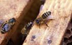 新手怎样学养蜜蜂？