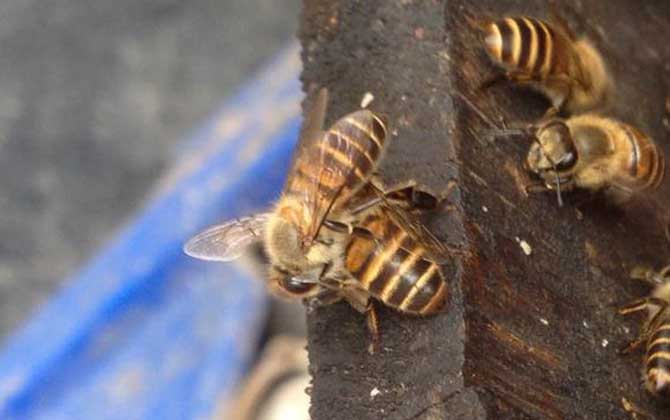 养20箱蜜蜂利润有多少？