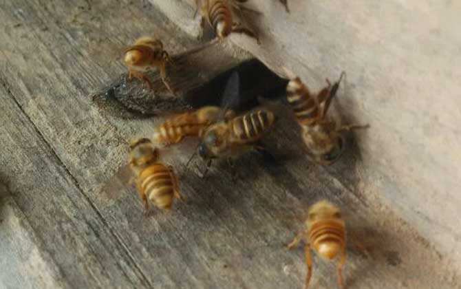 诱蜂箱来了几十只蜂是怎么回事？