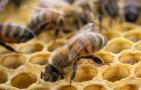 夏季蜂群管理要点有哪些？