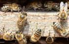 什么是转地养蜂？
