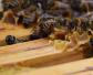 冬季蜂群管理要点有哪些？