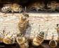什么是转地养蜂？