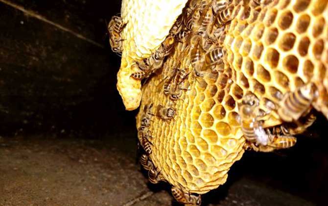 蜜蜂要多少天造一张脾？