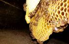 蜜蜂要多少天造一张脾？