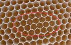 工蜂产卵后能活多久？