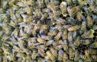 蜂群春衰的原因及预防措施