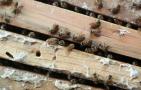 早春如何给蜂群加巢脾？