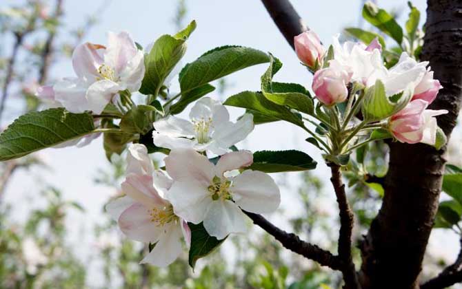 苹果树什么时候开花？