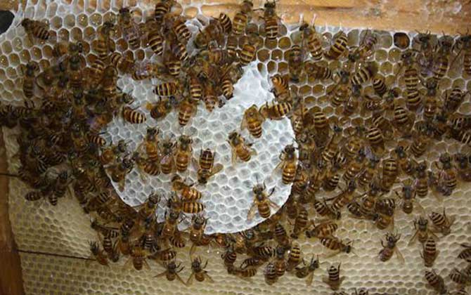 新收蜜蜂要几天才建巢？