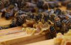 蜜蜂双王群有什么优势？