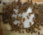 新收蜜蜂要几天才建巢？