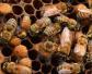 蜂群安全越冬要什么条件？