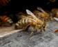 蜂群夏季为什么会停产？