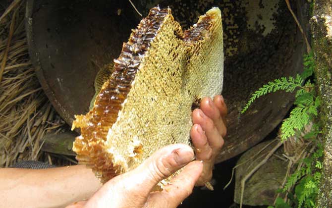 土蜂蜜的作用与功效及食用方法
