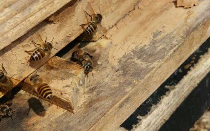 养蜂一年收入怎么样？