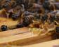 秋季怎样调整蜜蜂的群势？