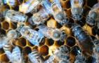 中蜂能不能养双王群？