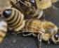 怎样确保蜂群安全越冬？