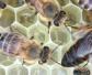 中蜂春季管理的重点是什么？