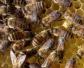中蜂秋季管理的重点是什么？