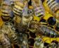 中蜂什么时候容易自然分蜂？