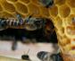 中蜂为什么容易自然分蜂？