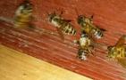 中蜂怎样预防盗蜂？