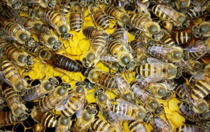 土蜂是什么蜂种？实际上是中华蜜蜂(中蜂)，我国独有的本土蜂种！