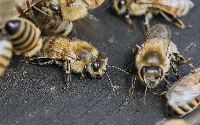 蜜蜂卷翅病