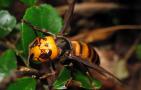 中国大虎头蜂是什么蜂？另一个名字更出名，大名鼎鼎的金环胡蜂！