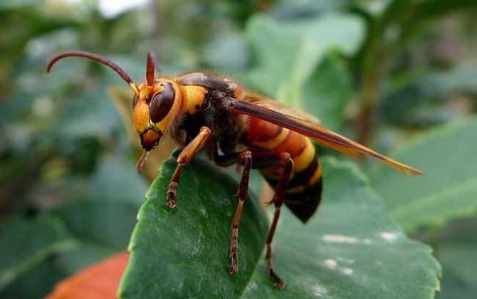 牛角蜂蛰了多久过危险期？至少观察1天，若有异常要立即就医！