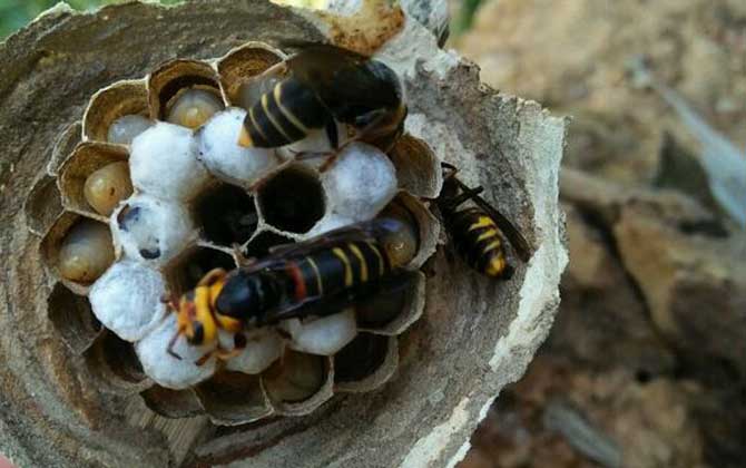牛角蜂怎么赶走？最有效的办法捣毁蜂巢，但必须要做好防蛰措施！
