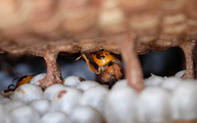 马蜂蛰后会自己消肿吗？小型马蜂能自愈，大型马蜂可能危及生命！