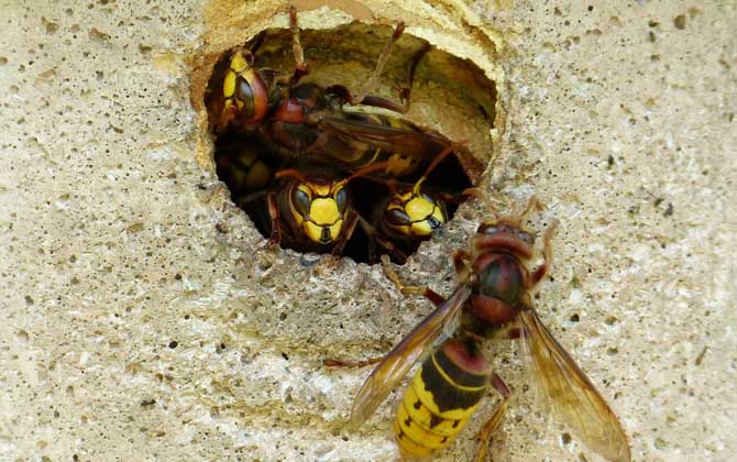 牛角蜂在家筑巢怎么办？