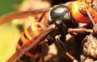 比虎头蜂还大的黑蜂是什么蜂？