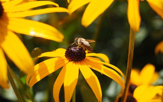 蜜蜂蜇人预示什么？