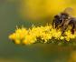 蜜蜂蛰了第二天越来越肿胀怎么办？