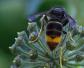 世界五大毒蜂是哪五种蜂？