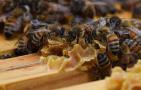 蜜蜂怎么秋繁速度更快？
