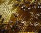 蜜蜂秋繁21天能安全越冬吗？