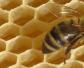蜜蜂秋繁的最佳时间是什么时候？