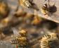 蜜蜂秋繁可以加巢脾吗？