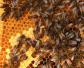 蜜蜂秋繁奖励饲喂多长时间？