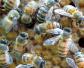 山东蜜蜂秋繁什么时候开始？